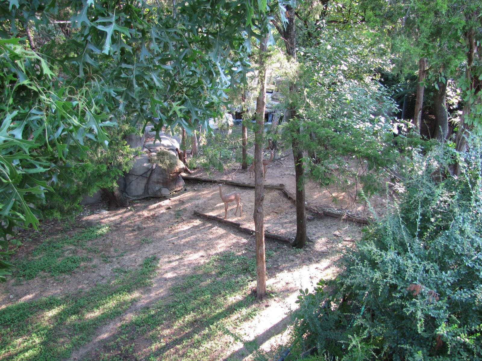 Dallas Zoo 2010 - Gerenuk exhibit in Wilds of Africa