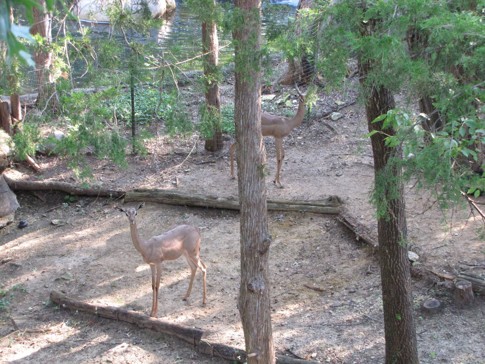 Dallas Zoo 2010 - Gerenuk in Wilds of Africa