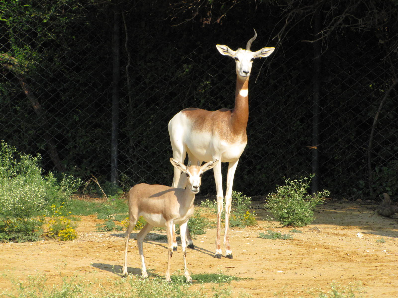 Dallas Zoo 2010 - Goitered Gazelle and Addra Gazelle in Wilds of Africa