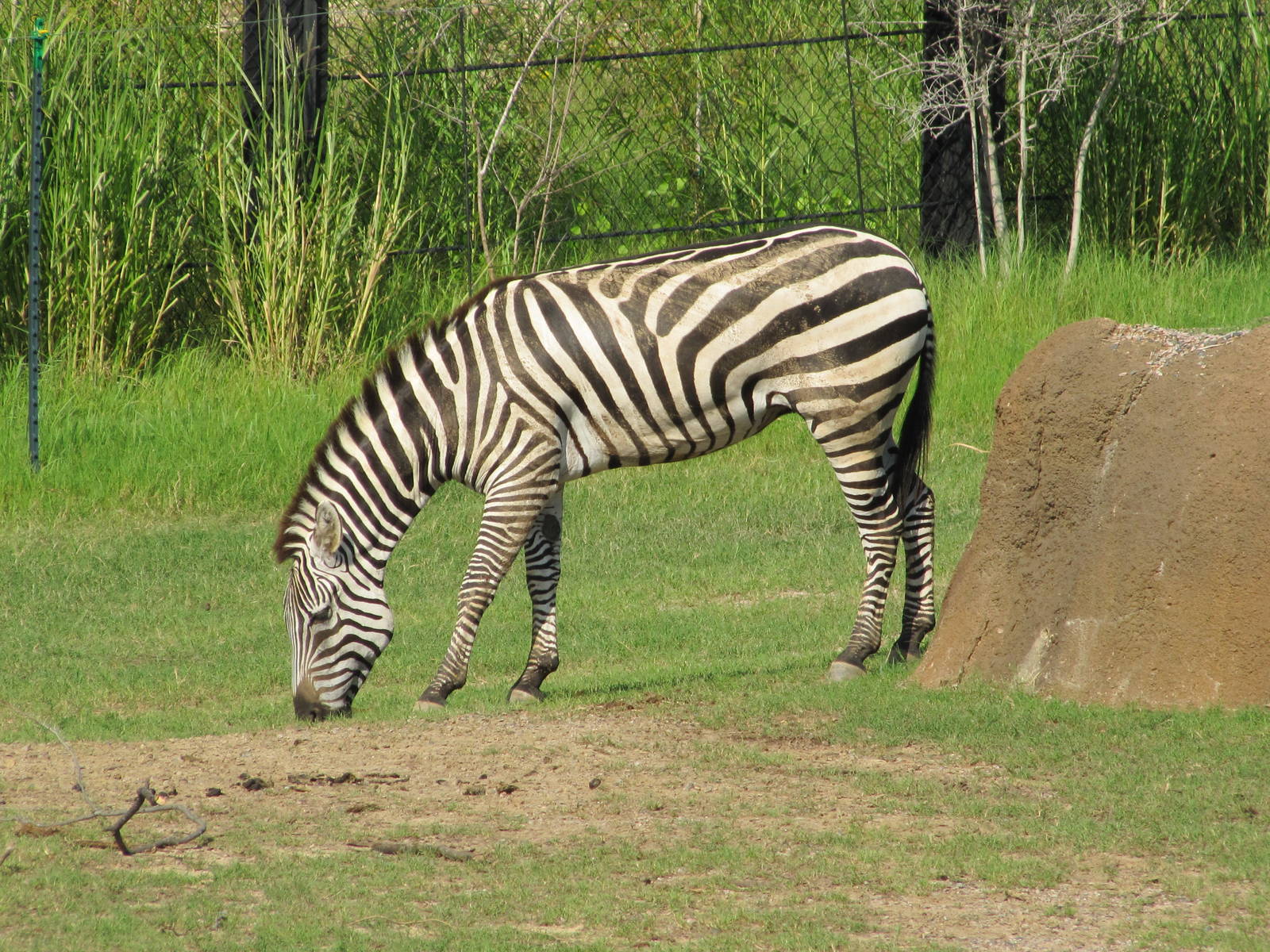 Dallas Zoo 2010 - Grants Zebra in Giants of the Savanna