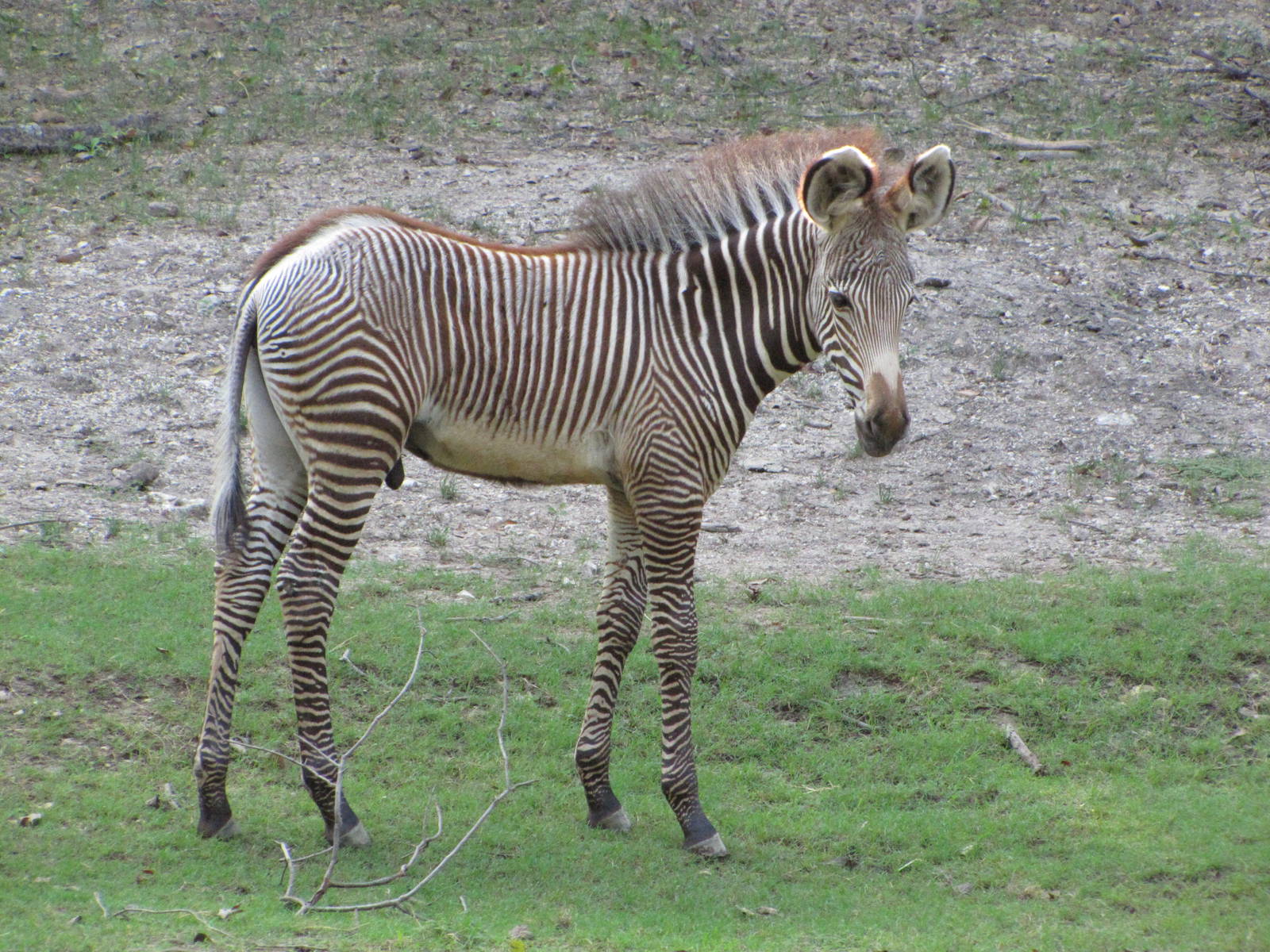 Dallas Zoo 2010 - Grevy Zebra foal in Wilds of Africa