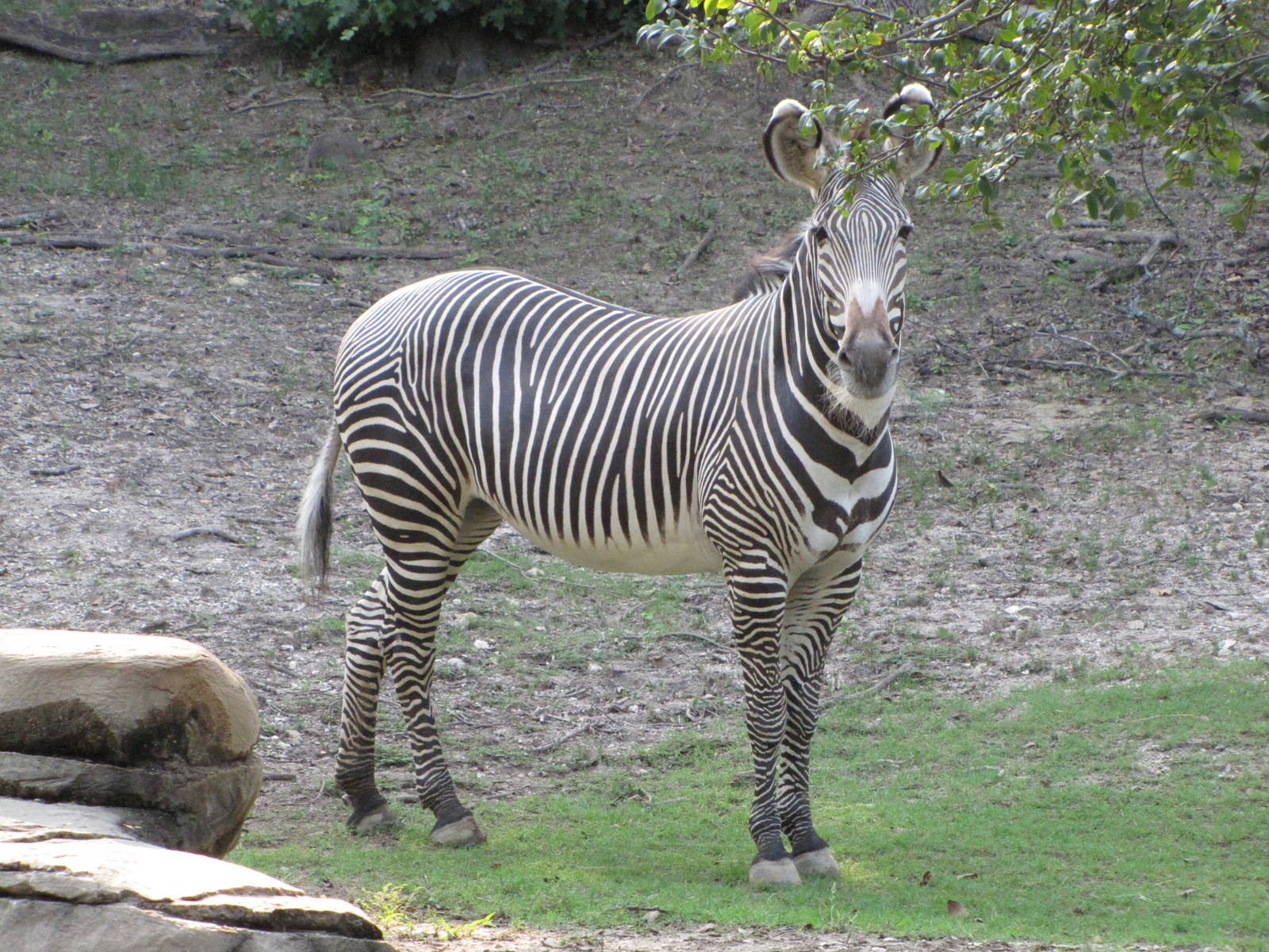 Dallas Zoo 2010 - Grevy Zebra in Wilds of Africa
