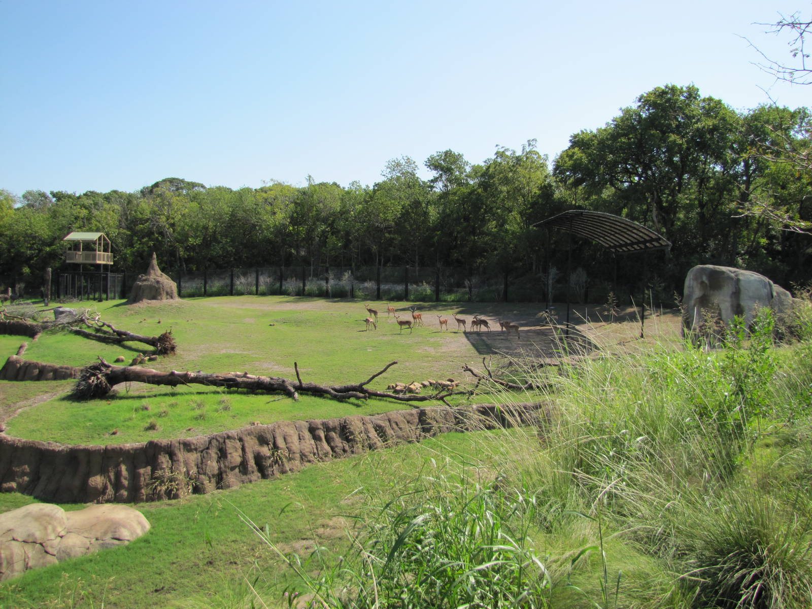 Dallas Zoo 2010 - Impala group in Giants of the Savanna