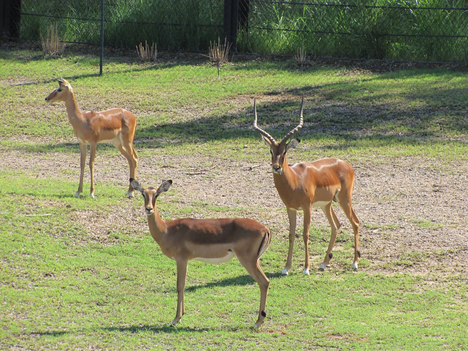 Dallas Zoo 2010 - Impalas in Giants of the Savanna