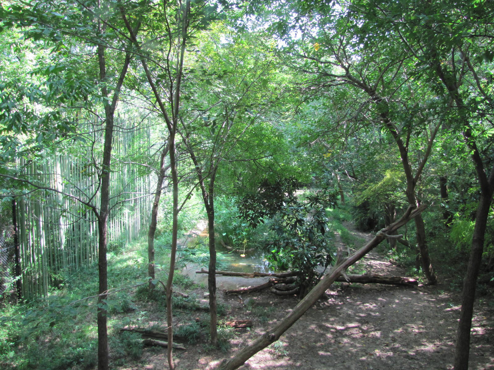 Dallas Zoo 2010 - Inside the ExxonMobil Endangered Tiger Habitat in Zoo Nor