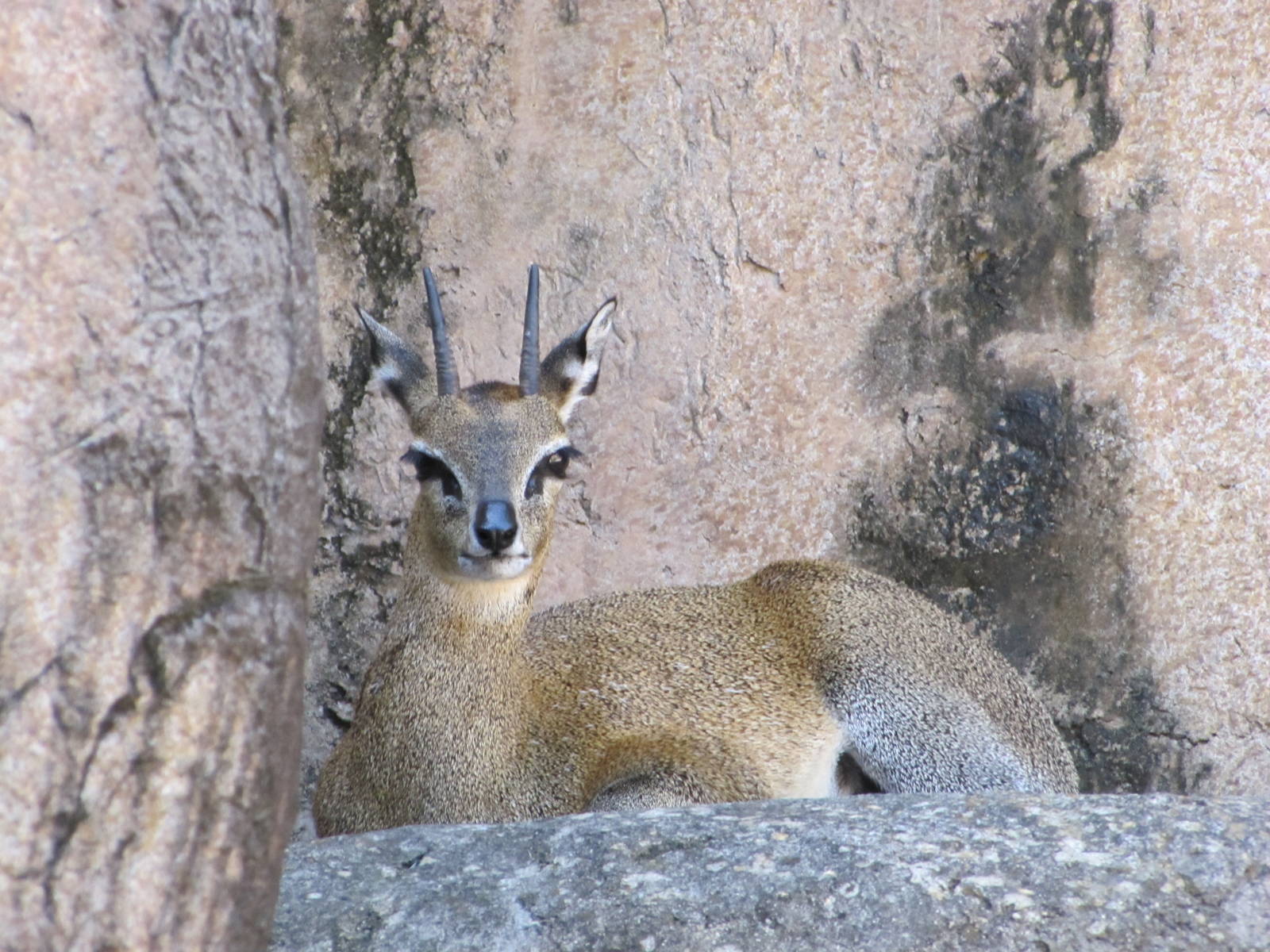 Dallas Zoo 2010 - Klipspringer