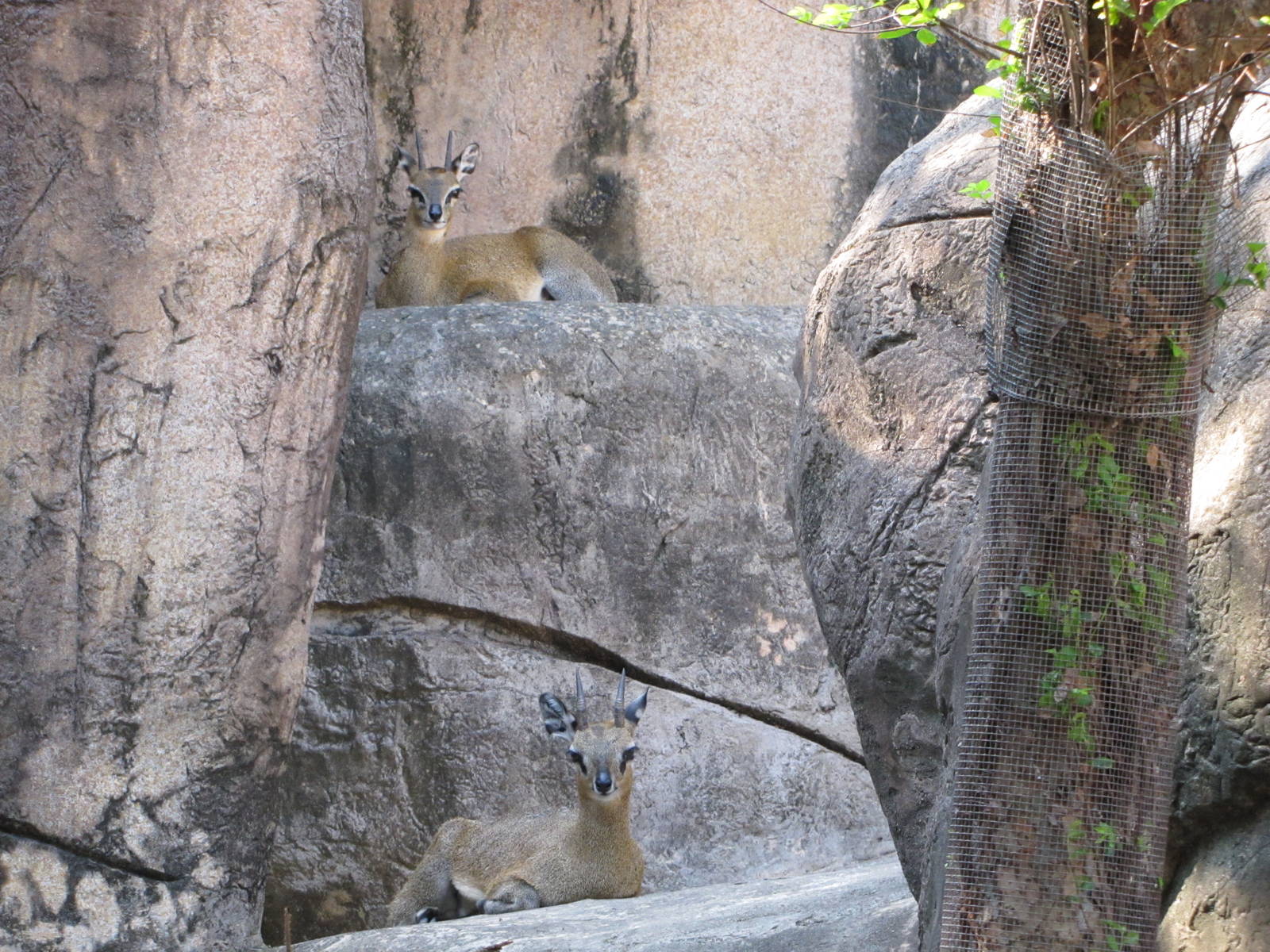 Dallas Zoo 2010 - Klipspringers