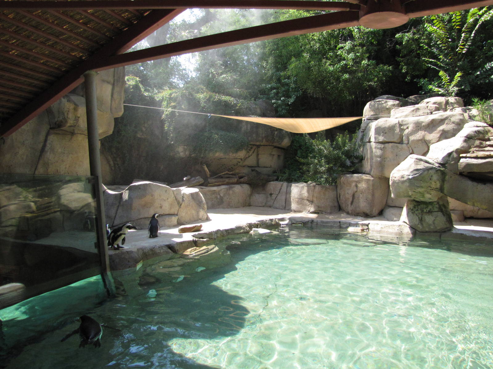 Dallas Zoo 2010 - Left side of the Jackass Penguin exhibit