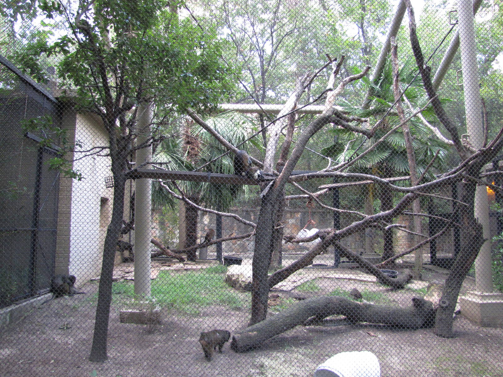 Dallas Zoo 2010 - Mona Monkey and Allens Swamp Monkey exhibit in Zoo North