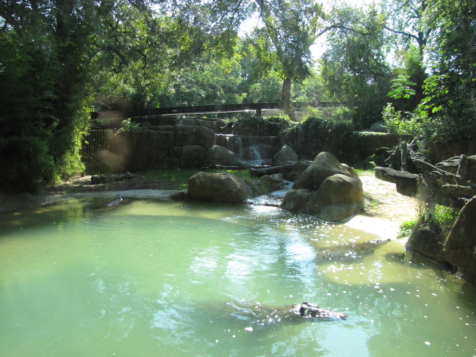 Dallas Zoo 2010 - Nile Crocodile exhibit
