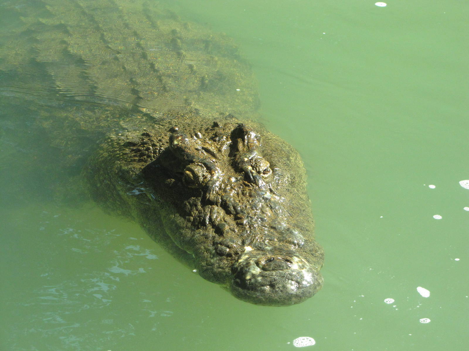 Dallas Zoo 2010 - Nile Crocodile