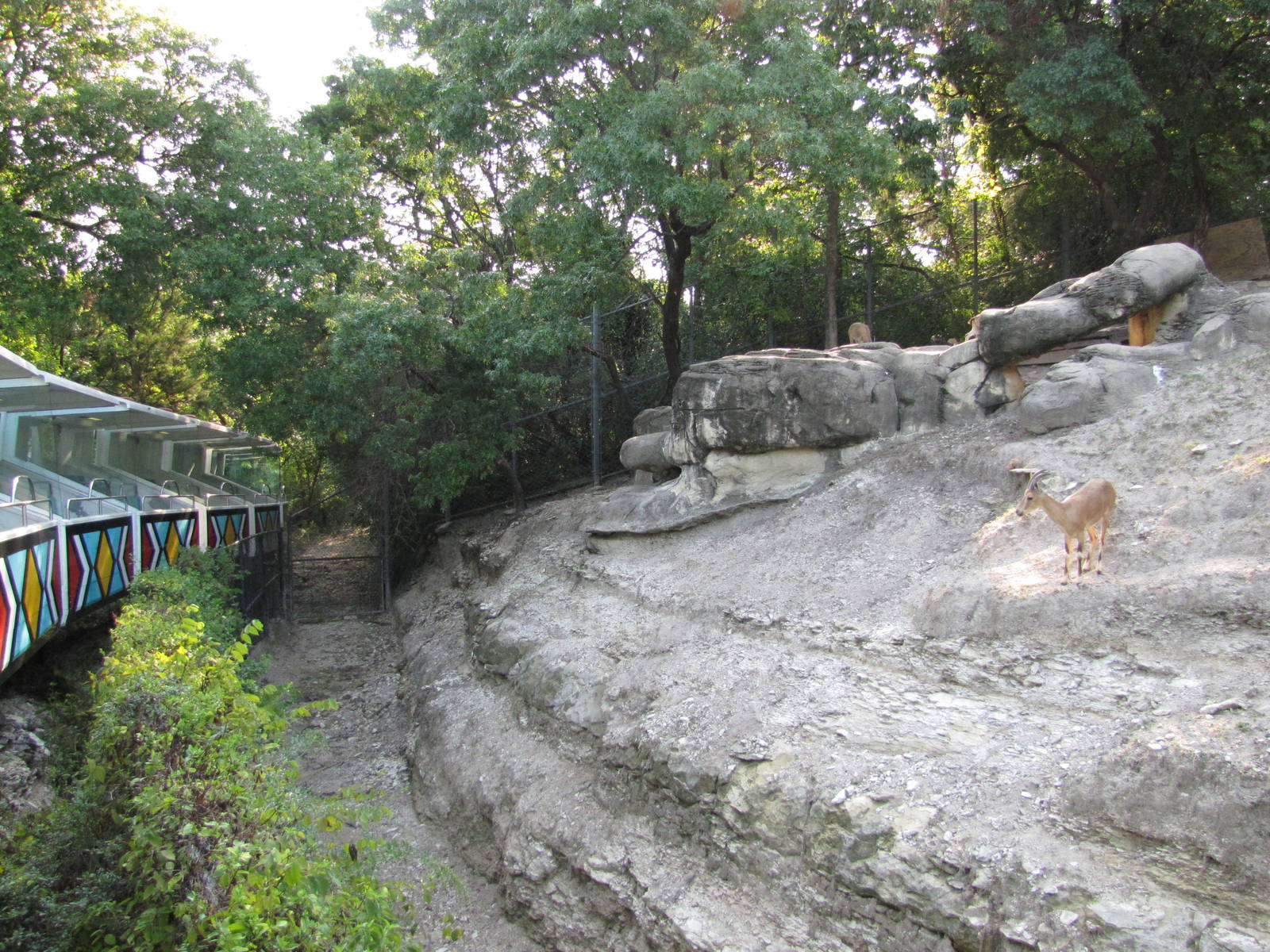 Dallas Zoo 2010 - Nubian Ibex exhibit and Monorail in Wilds of Africa