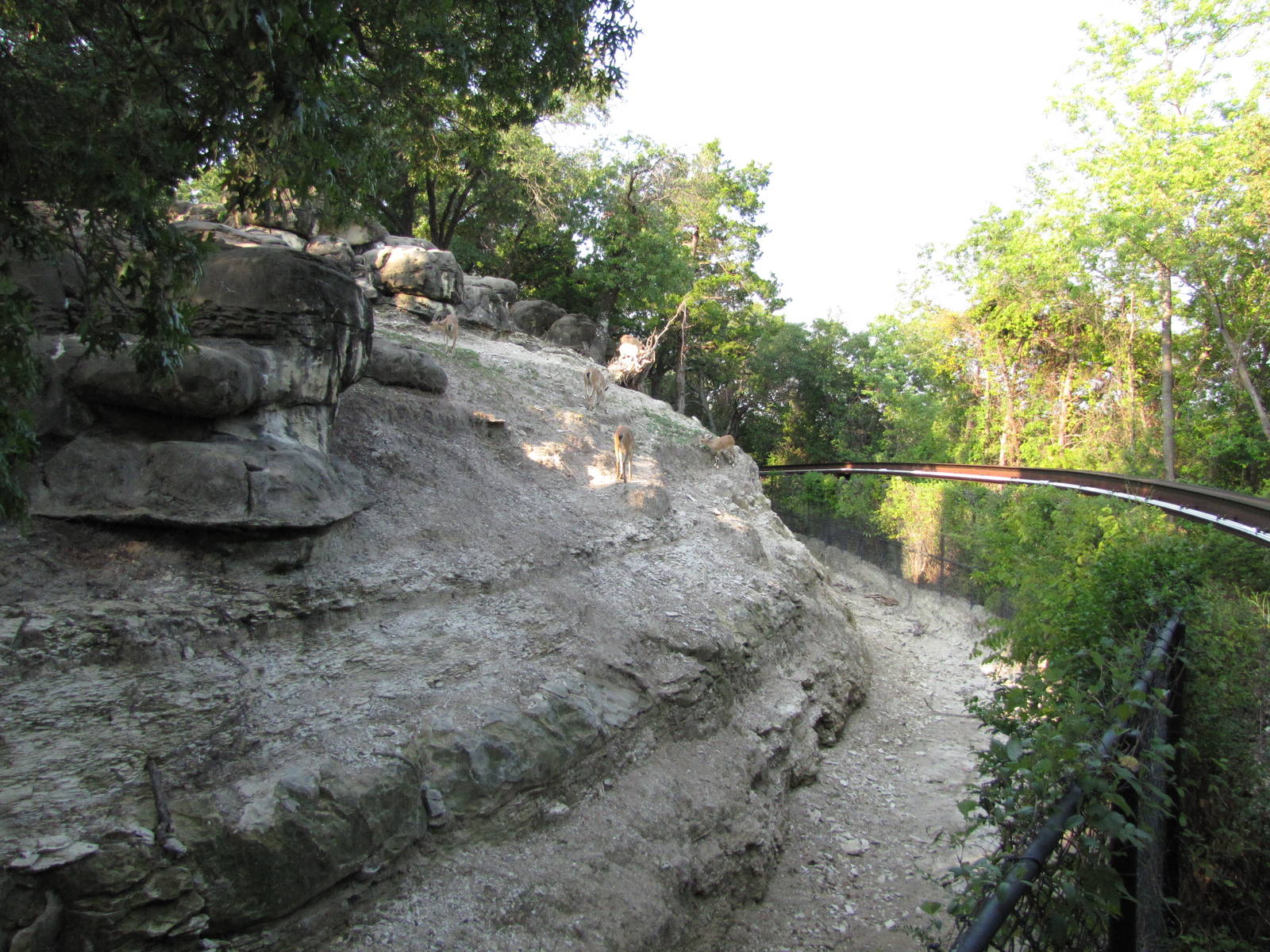 Dallas Zoo 2010 - Nubian Ibex exhibit in Wilds of Africa