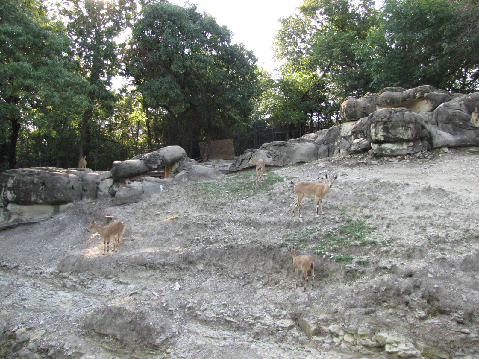 Dallas Zoo 2010 - Nubian Ibex exhibit in Wilds of Africa