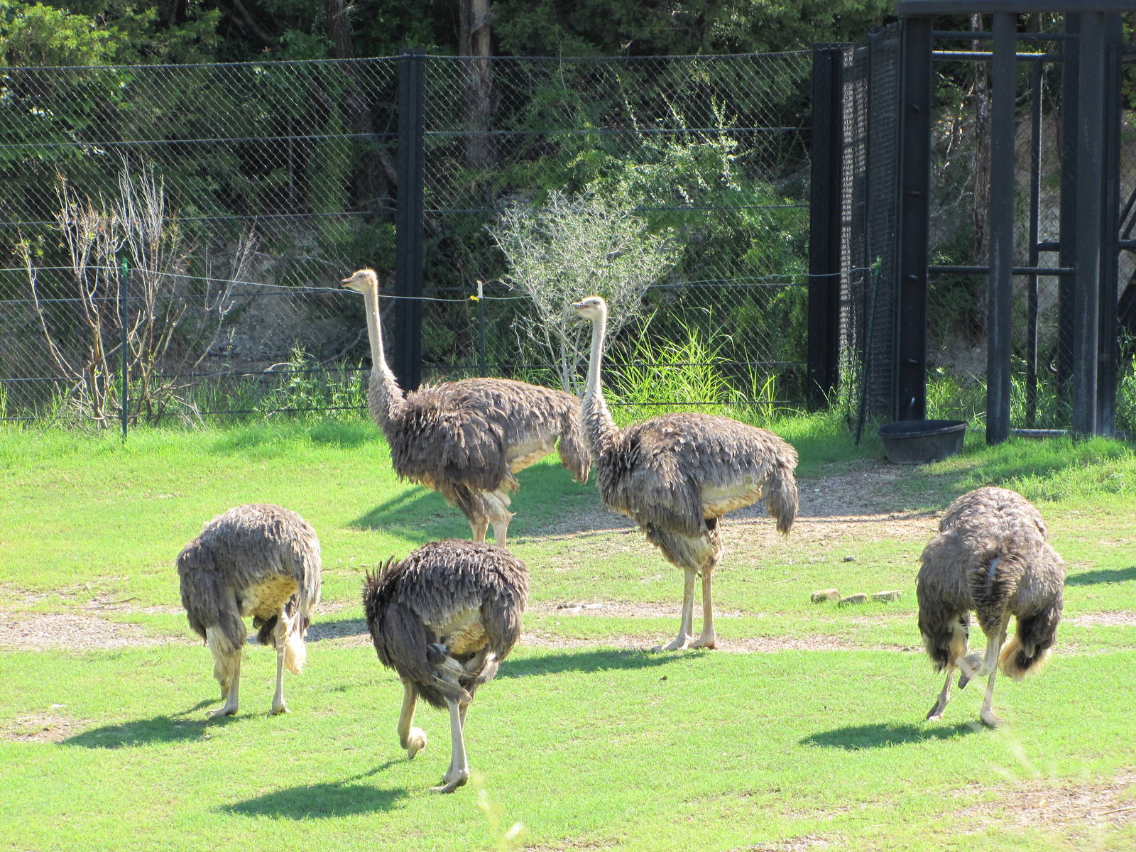 Dallas Zoo 2010 - Ostrich group in Giants of the Savanna