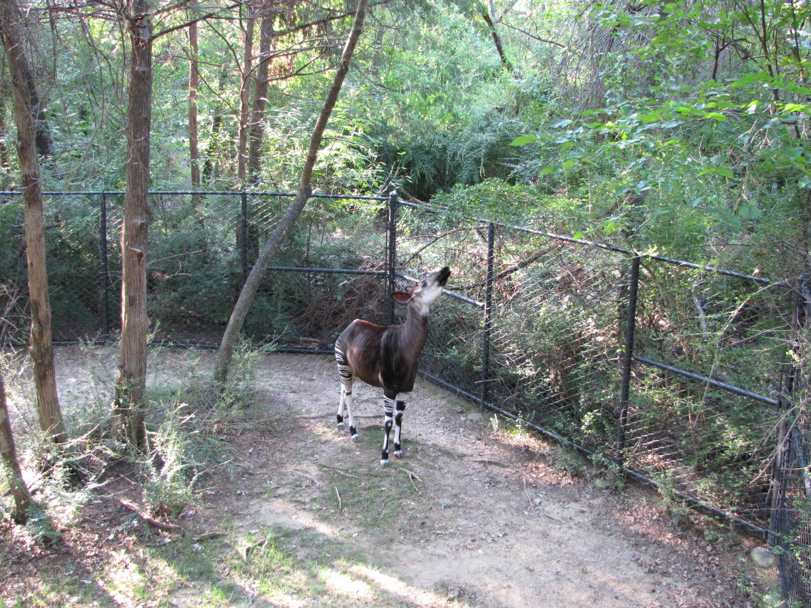 Dallas Zoo 2010 - Part of Okapi exhibit in Wilds of Africa