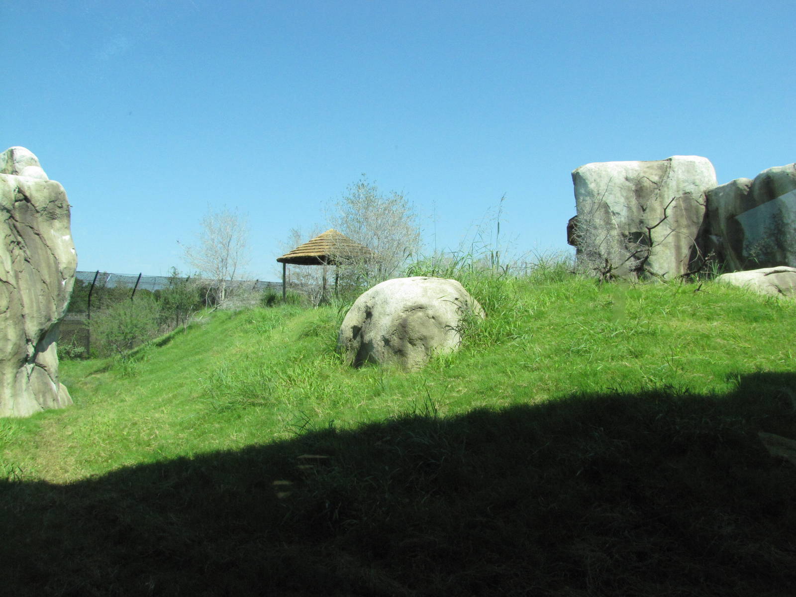 Dallas Zoo 2010 - Part of the African Lion exhibit in Giants of the Savanna