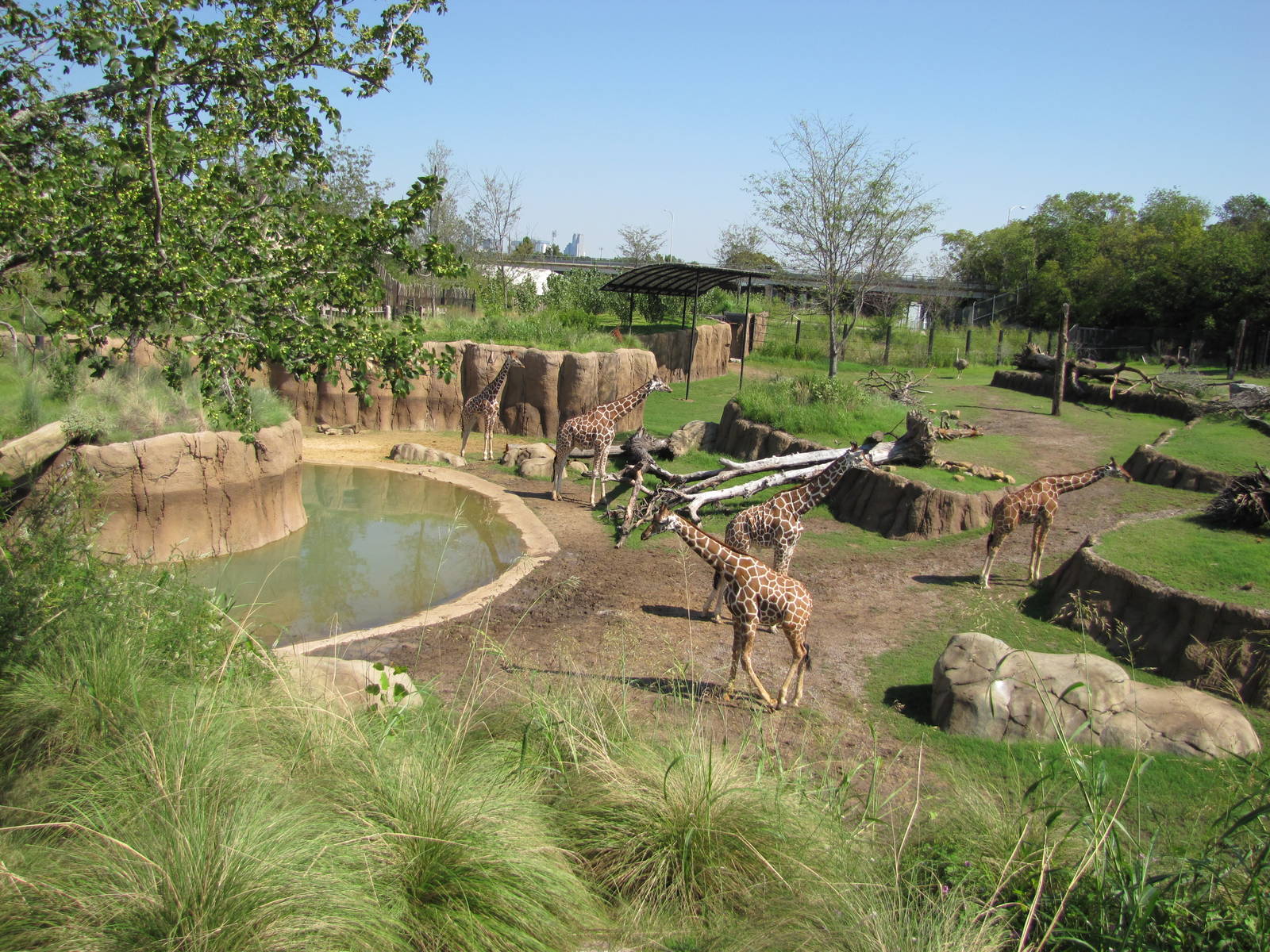 Dallas Zoo 2010 - Part of the Giraffe exhibit in Giants of the Savanna