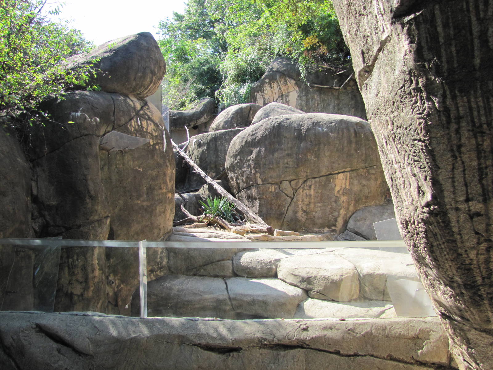Dallas Zoo 2010 - Part of the Klipspringer exhibit