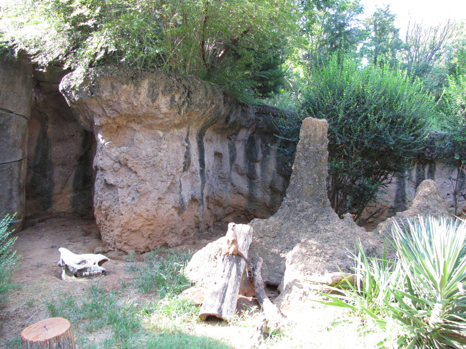 Dallas Zoo 2010 - Part of the Meerkat exhibit