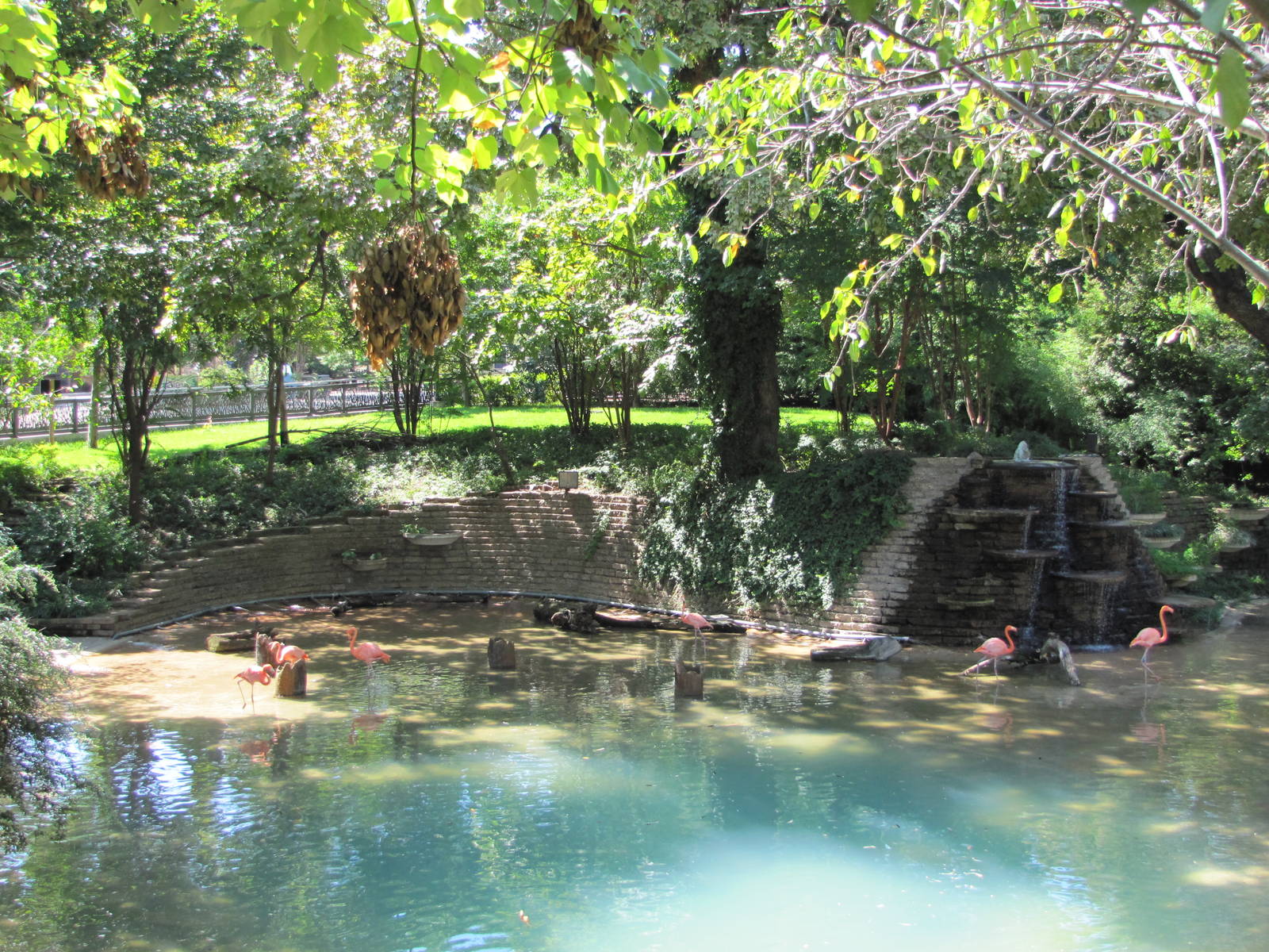 Dallas Zoo 2010 - Present Flamingo exhibit in Zoo North
