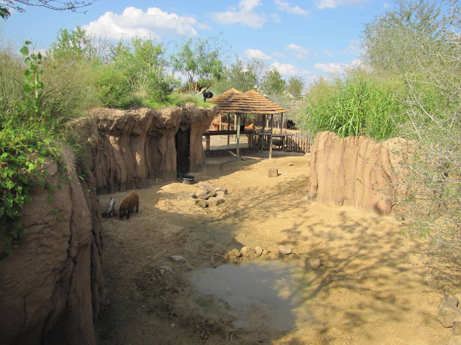 Dallas Zoo 2010 - Red River Hog exhibit in Giants of the Savanna