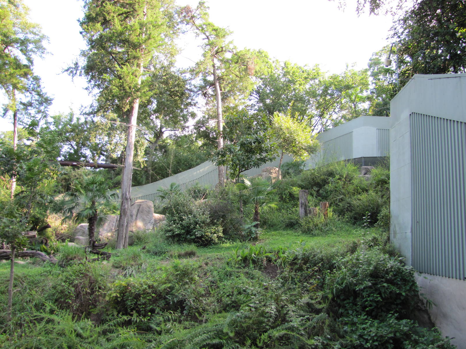 Dallas Zoo 2010 - Right side of the outstanding Kimberly-Clark Chimpanzee F