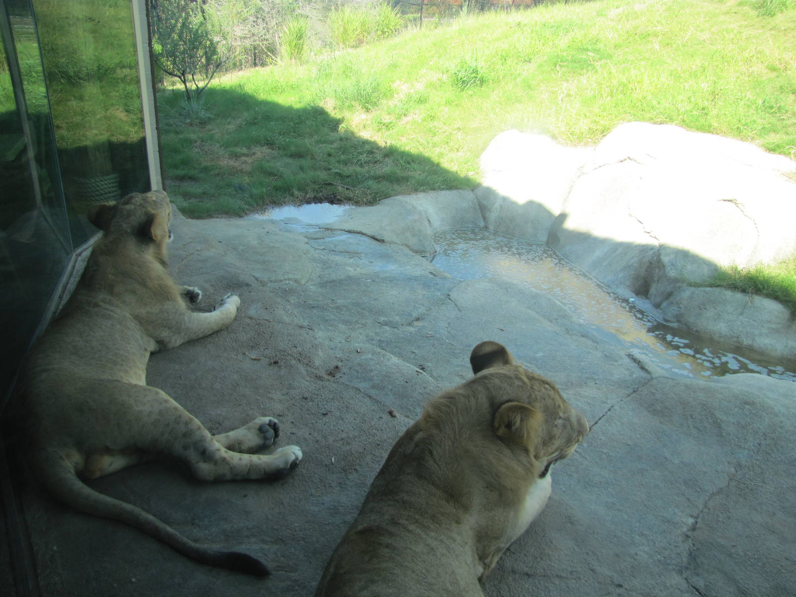 Dallas Zoo 2010 - Something to look at while you eat your hamburger