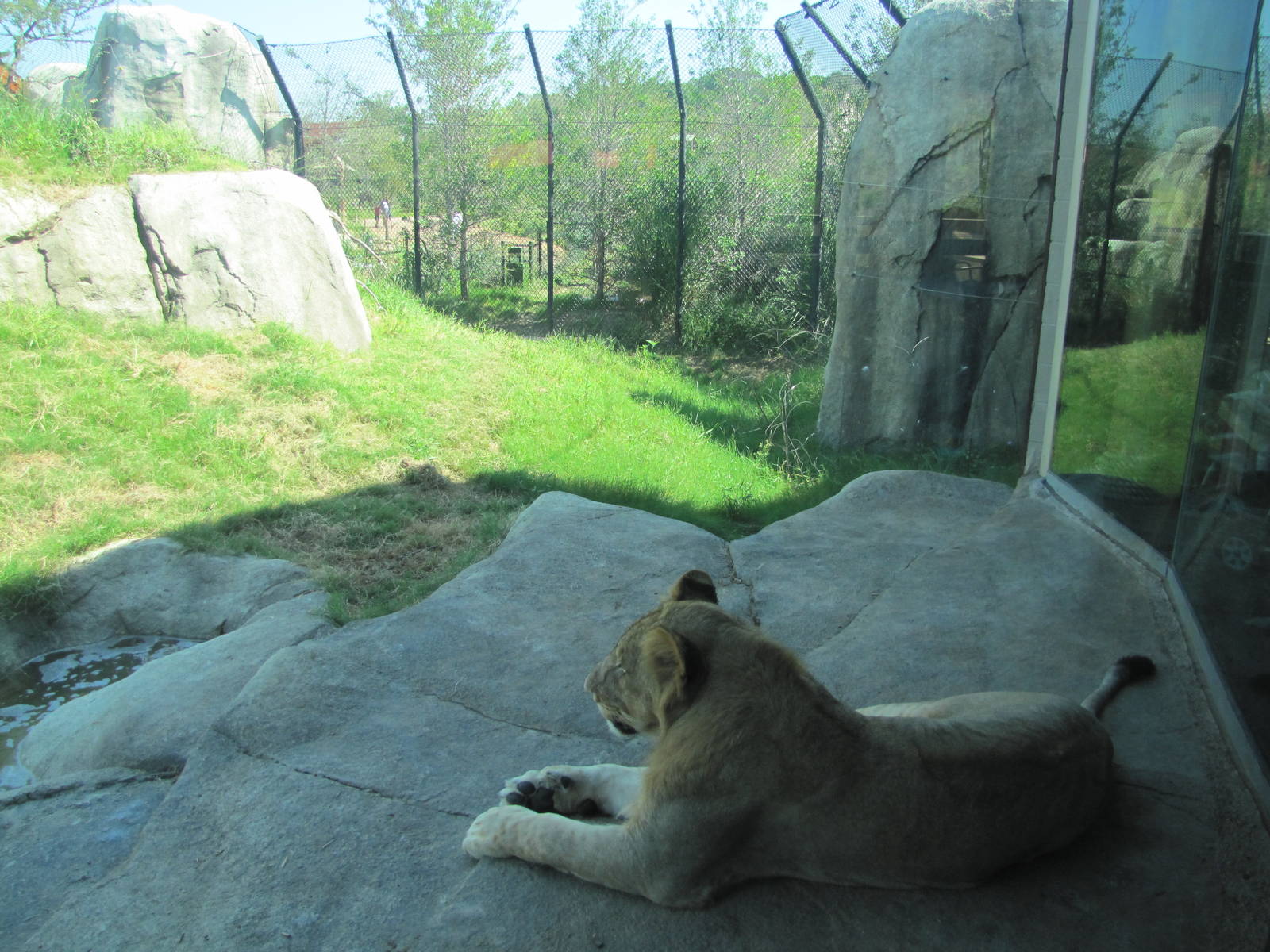 Dallas Zoo 2010 - Something to look at while you eat your hamburger