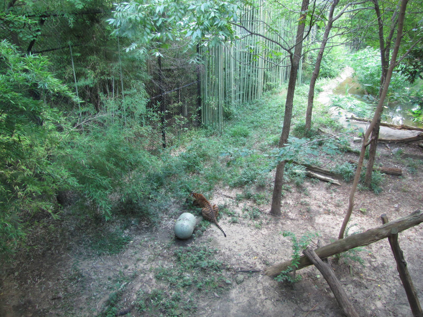 Dallas Zoo 2010 - Sumatran Tiger in the ExxonMobil Endangered Tiger Habitat