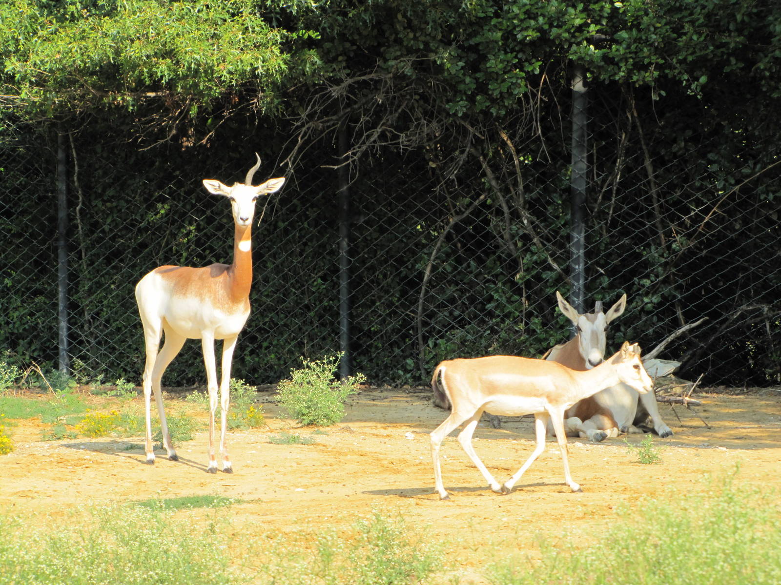 Dallas Zoo 2010 - Three species in one photo