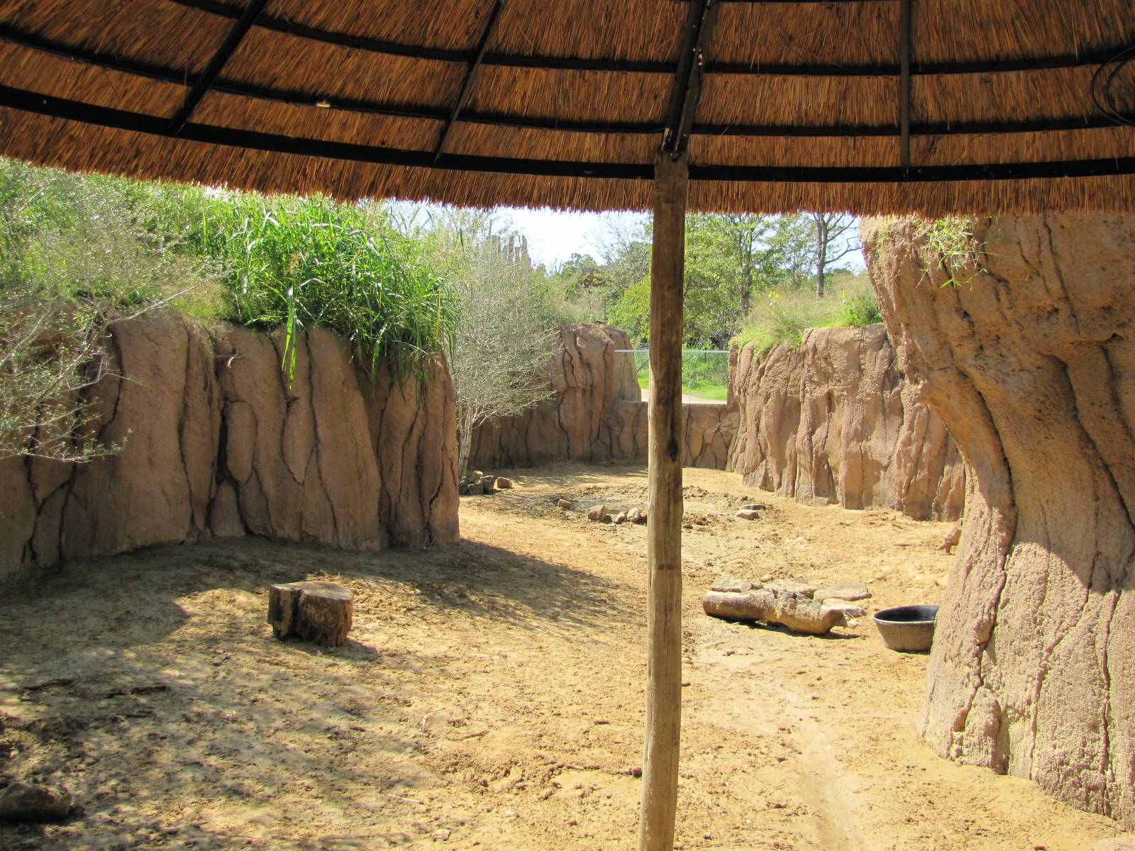 Dallas Zoo 2010 - Warthog exhibit in Giants of the Savanna