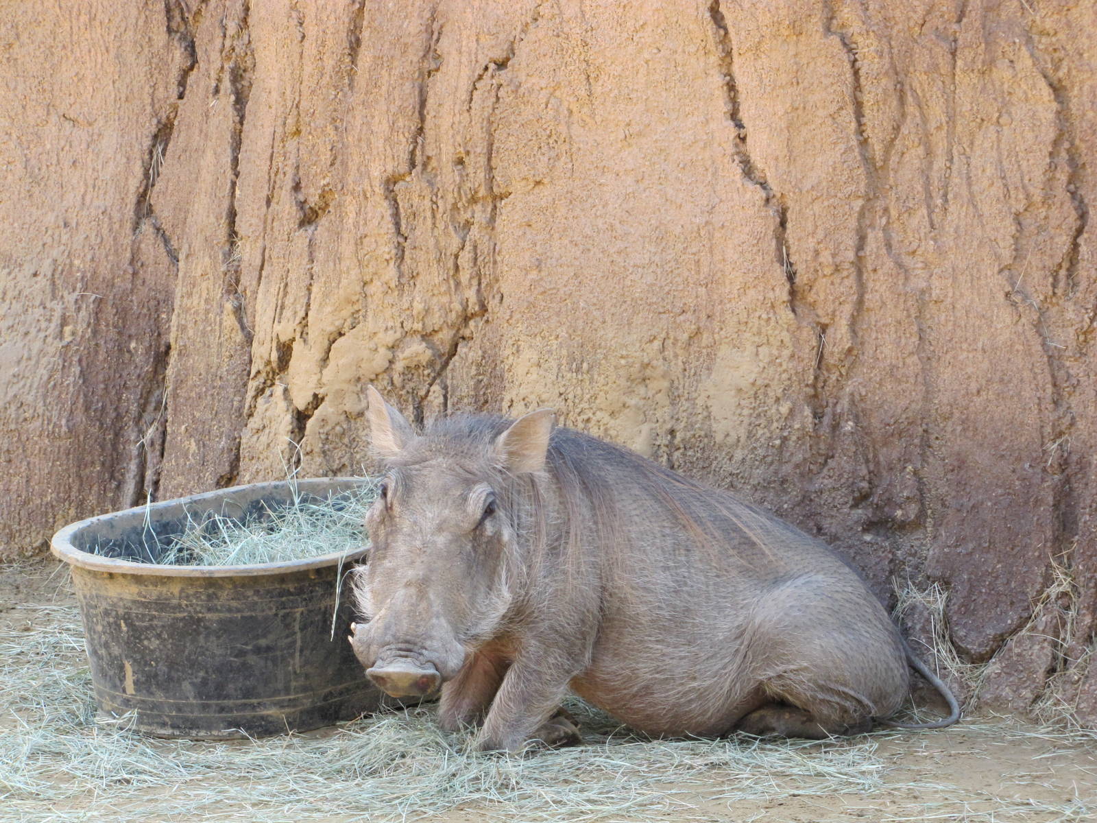 Dallas Zoo 2010 - Warthog in Giants of the Savanna