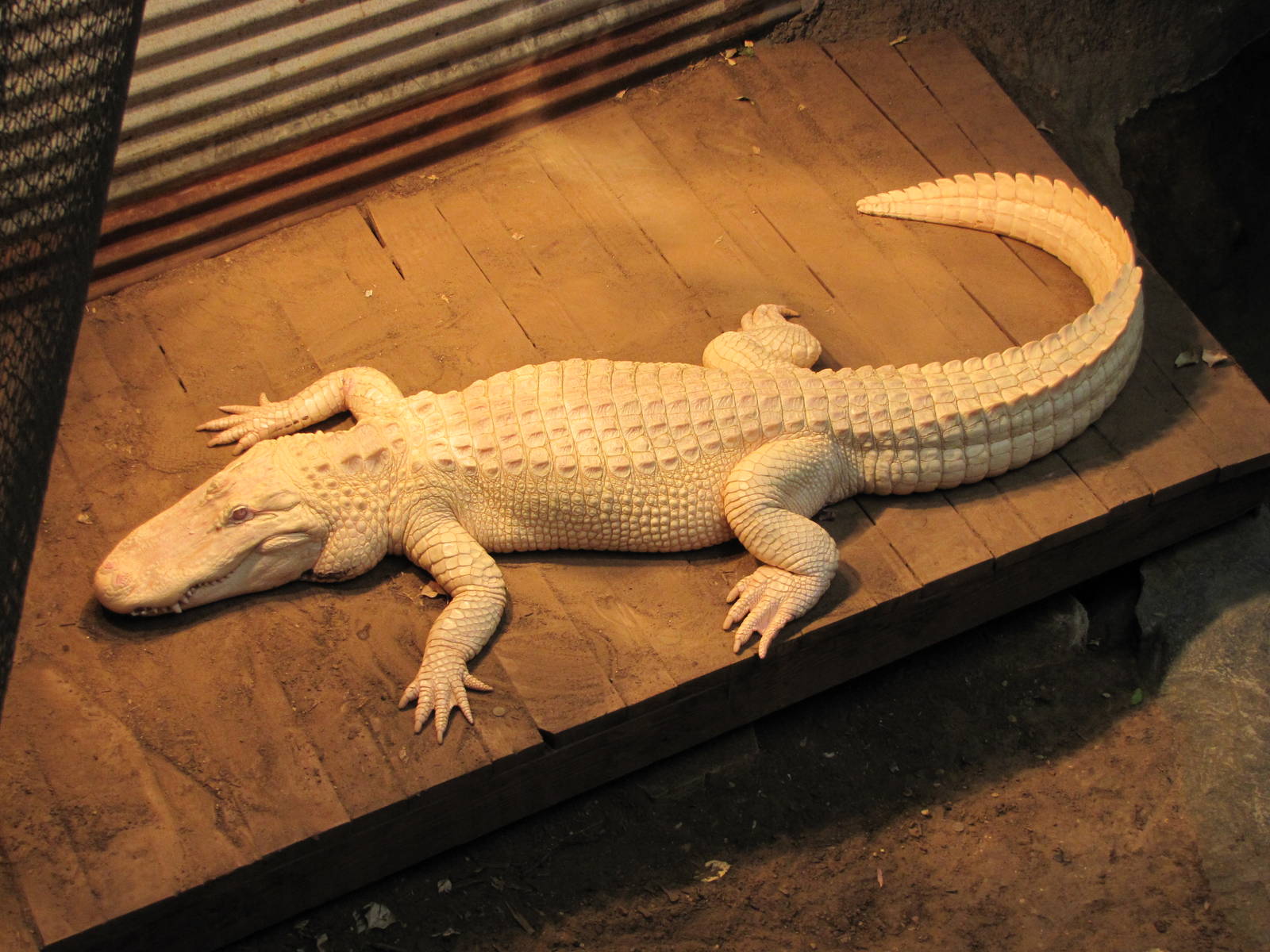 Dallas Zoo 2010 - White American Alligator in the Bird and Reptile House