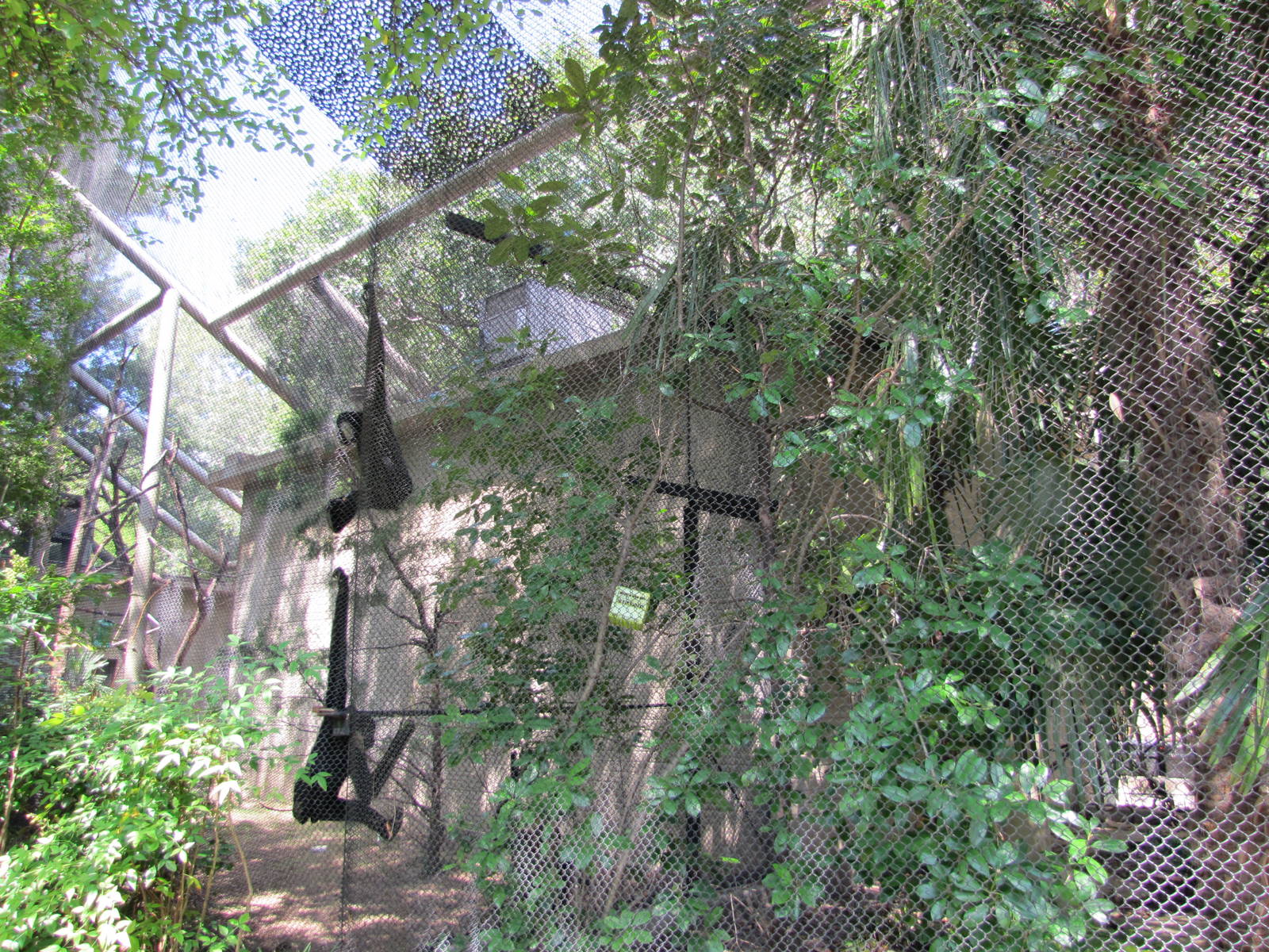 Dallas Zoo 2010 - White-cheeked Gibbons in Zoo North