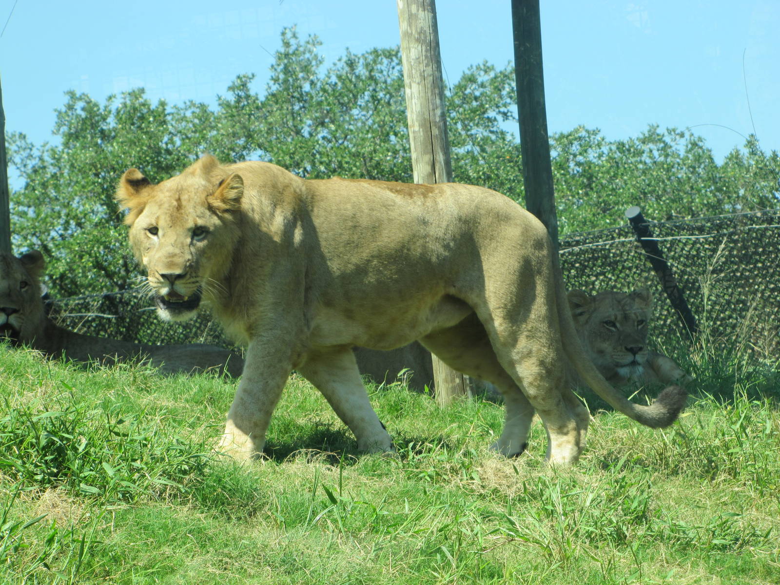 Dallas Zoo 2010 - Young African Lion in Giants of the Savanna