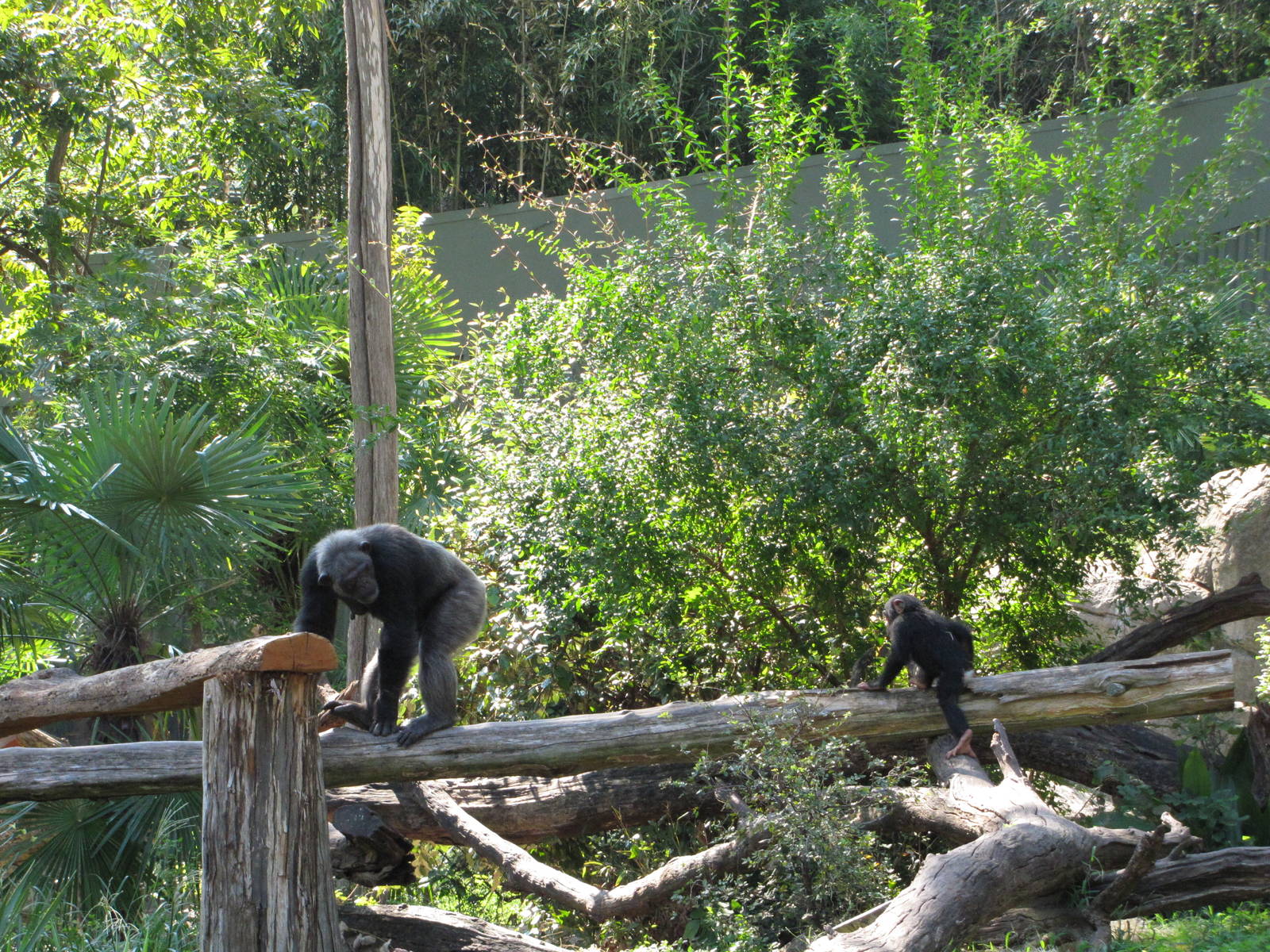 Dallas Zoo 2010 - Young Chimpanzee follows its mother around