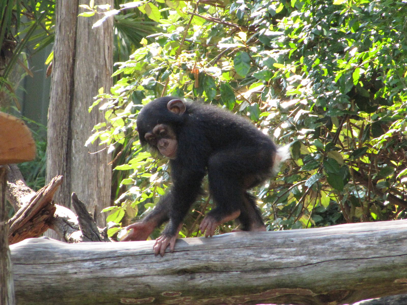 Dallas Zoo 2010 - Young Chimpanzee follows its mother around
