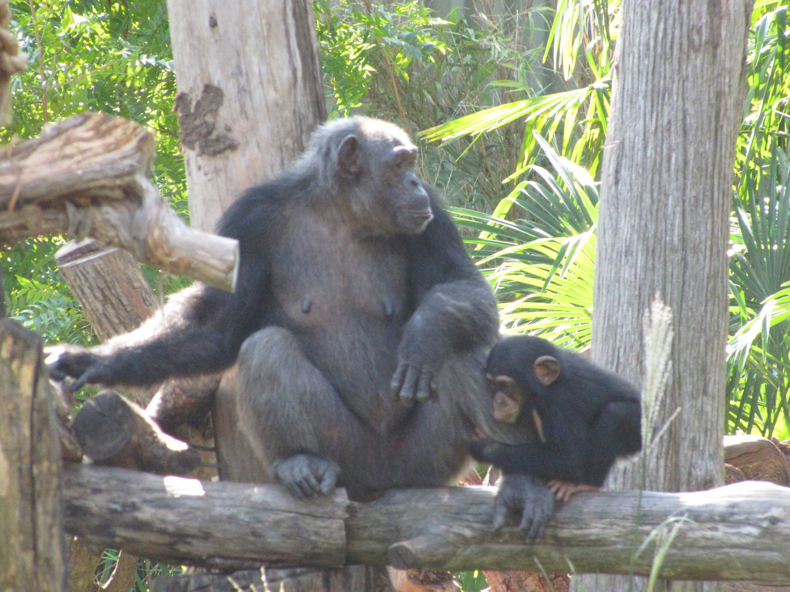 Dallas Zoo 2010 - Young Chimpanzee follows its mother around