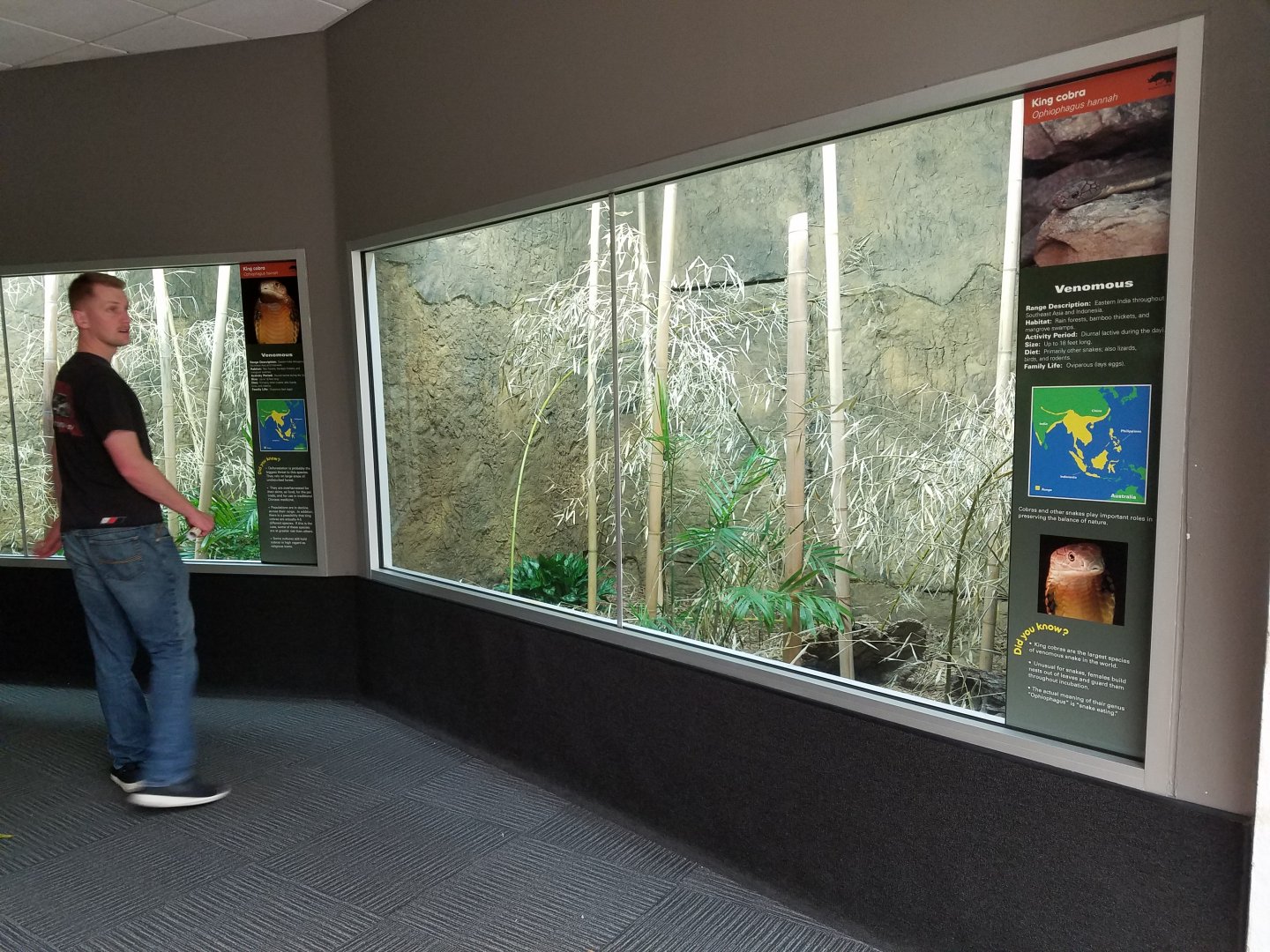 Dallas Zoo New King Cobra Exhibits