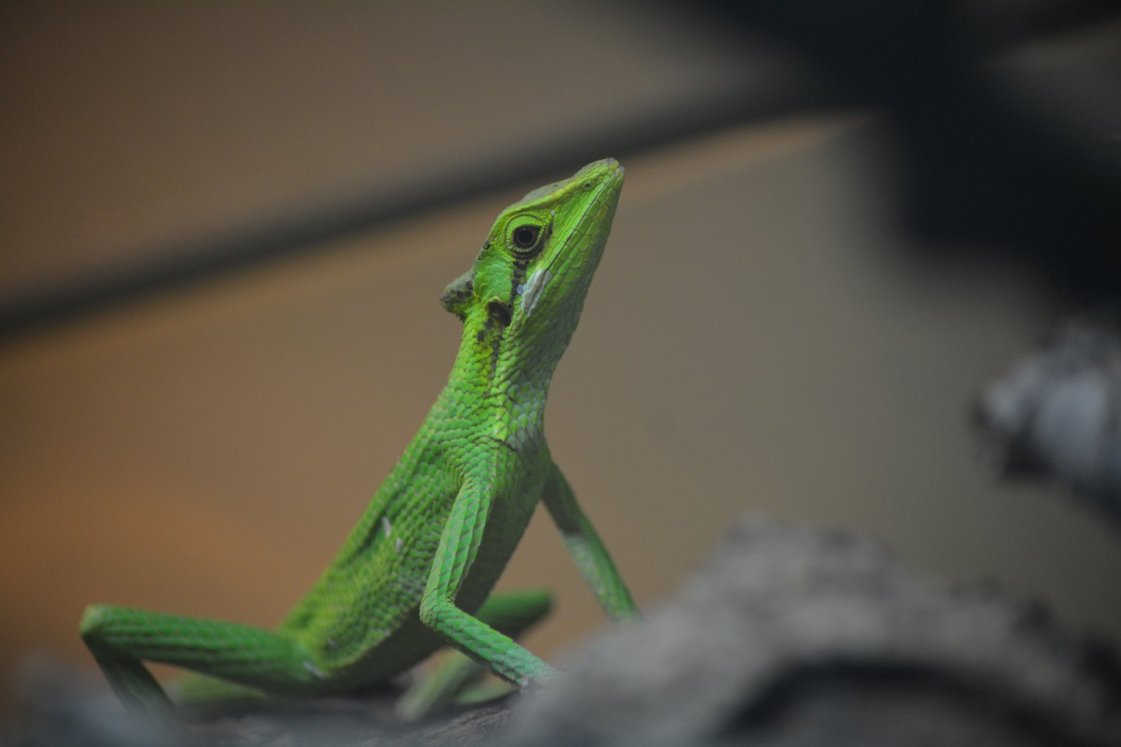 Dallas Zoo - Unknown Lizard