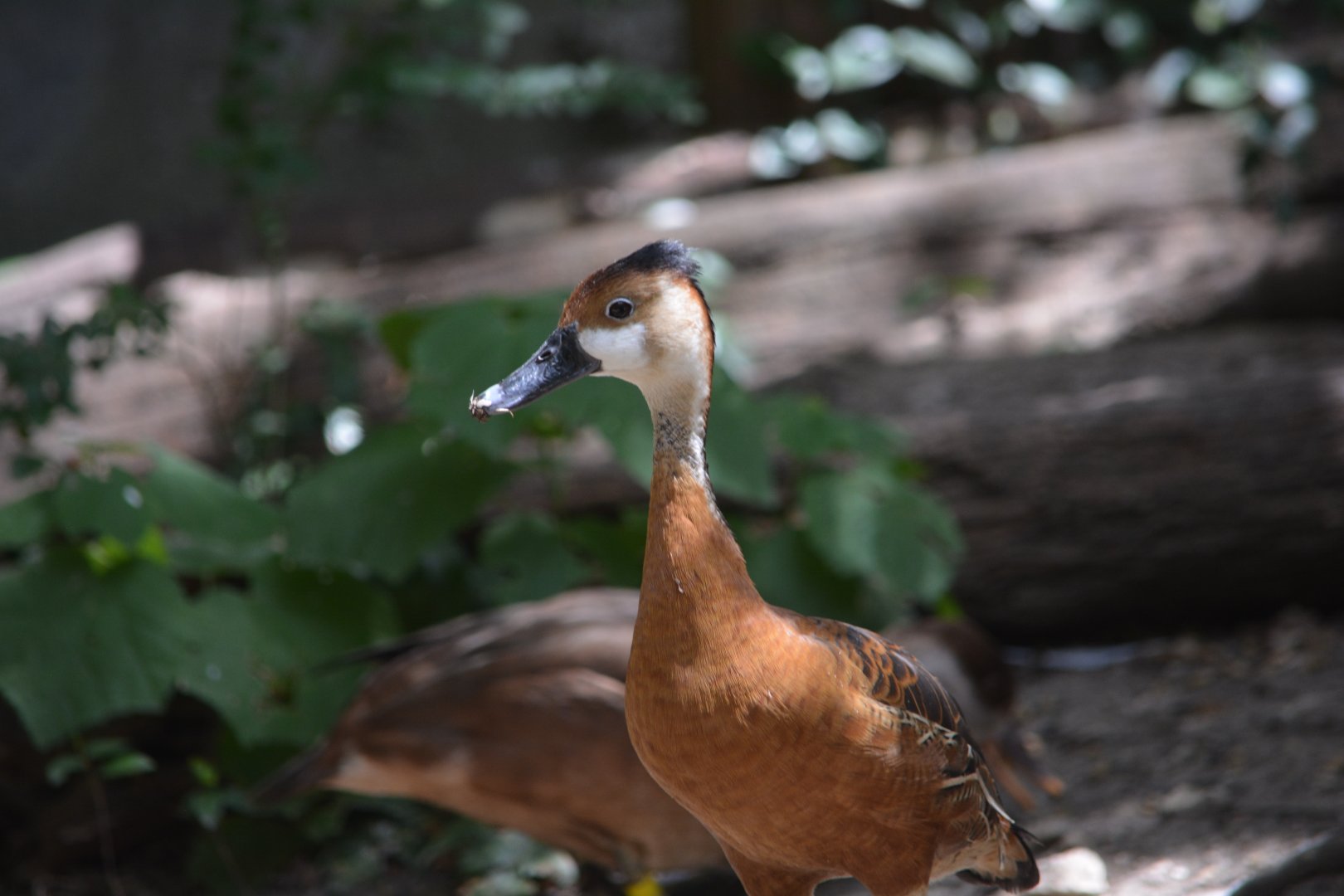 Dallas Zoo - Unknown Whistling Duck