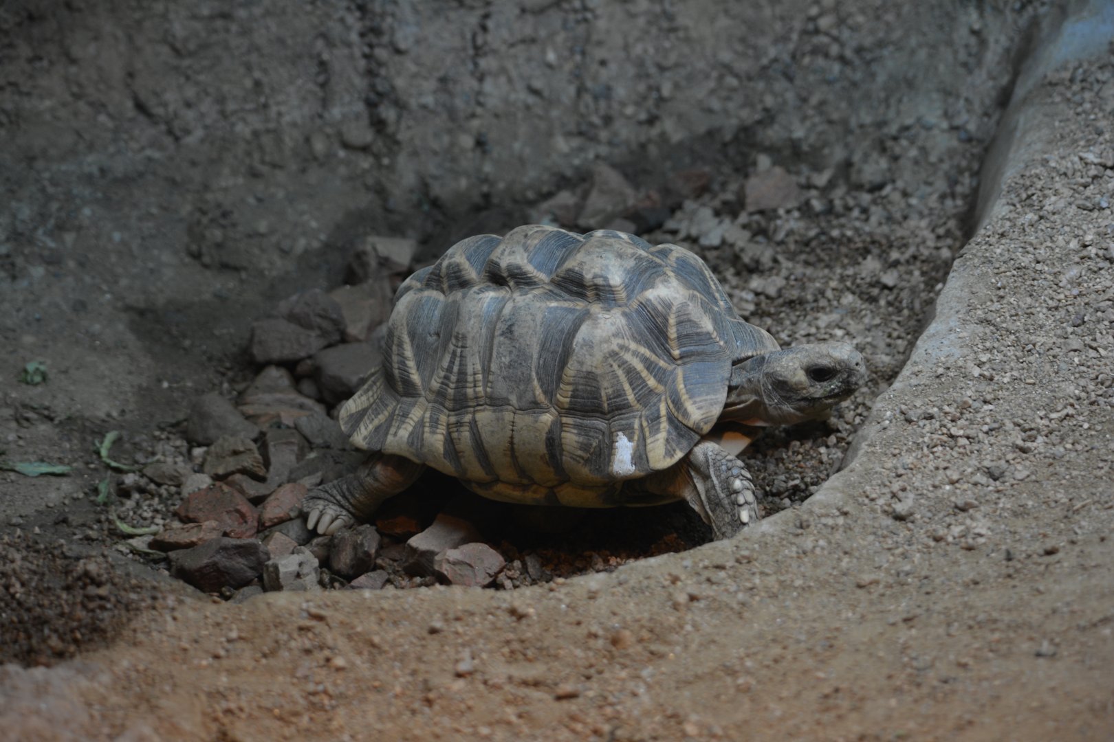Dallas Zoo - Unsigned Tortoise