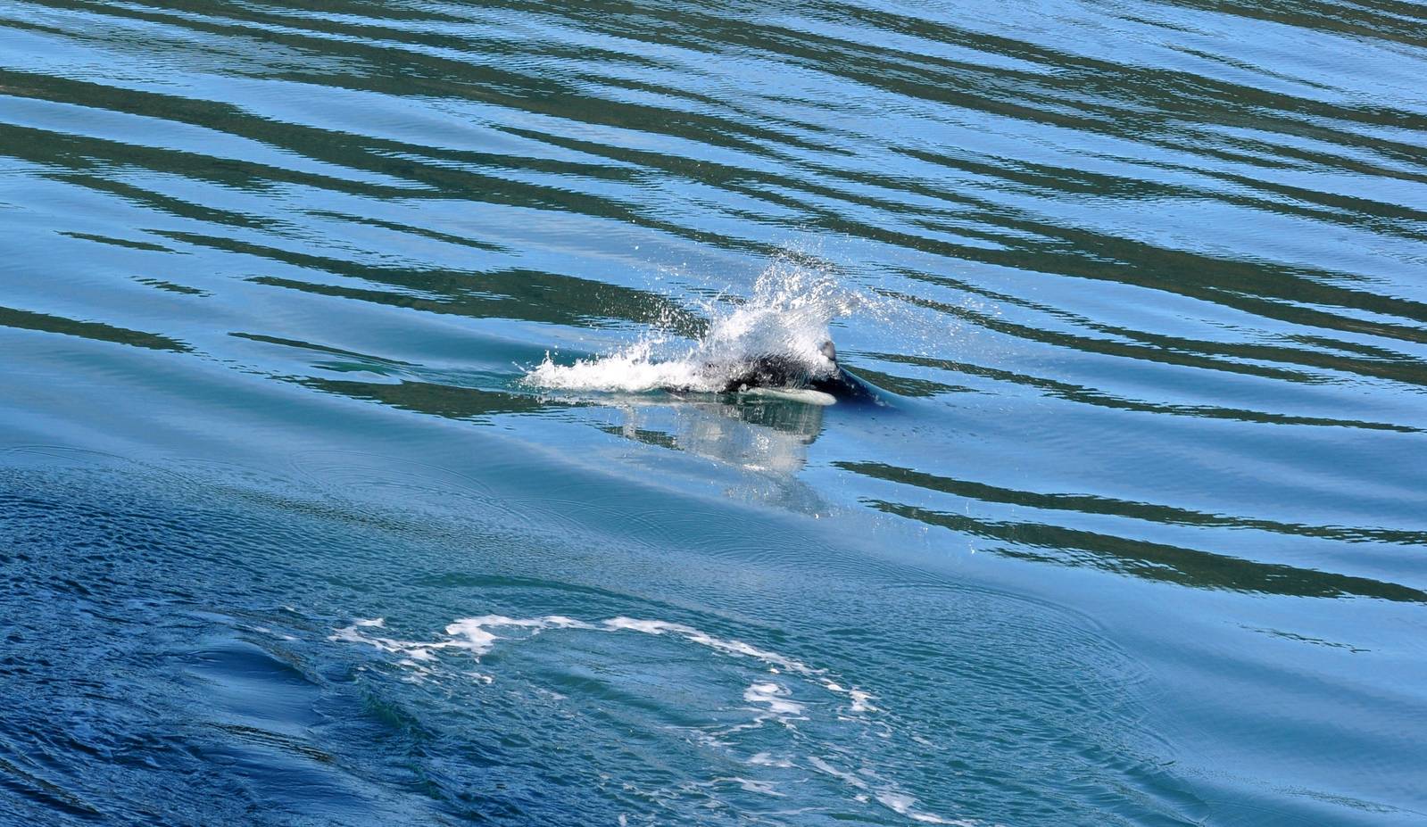 Dall's Porpoises - Alaska