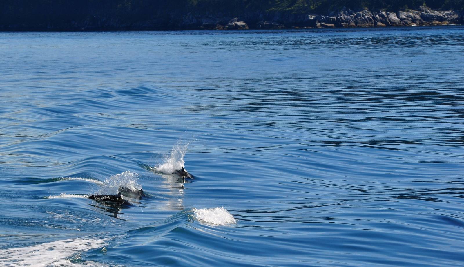 Dall's Porpoises - Alaska