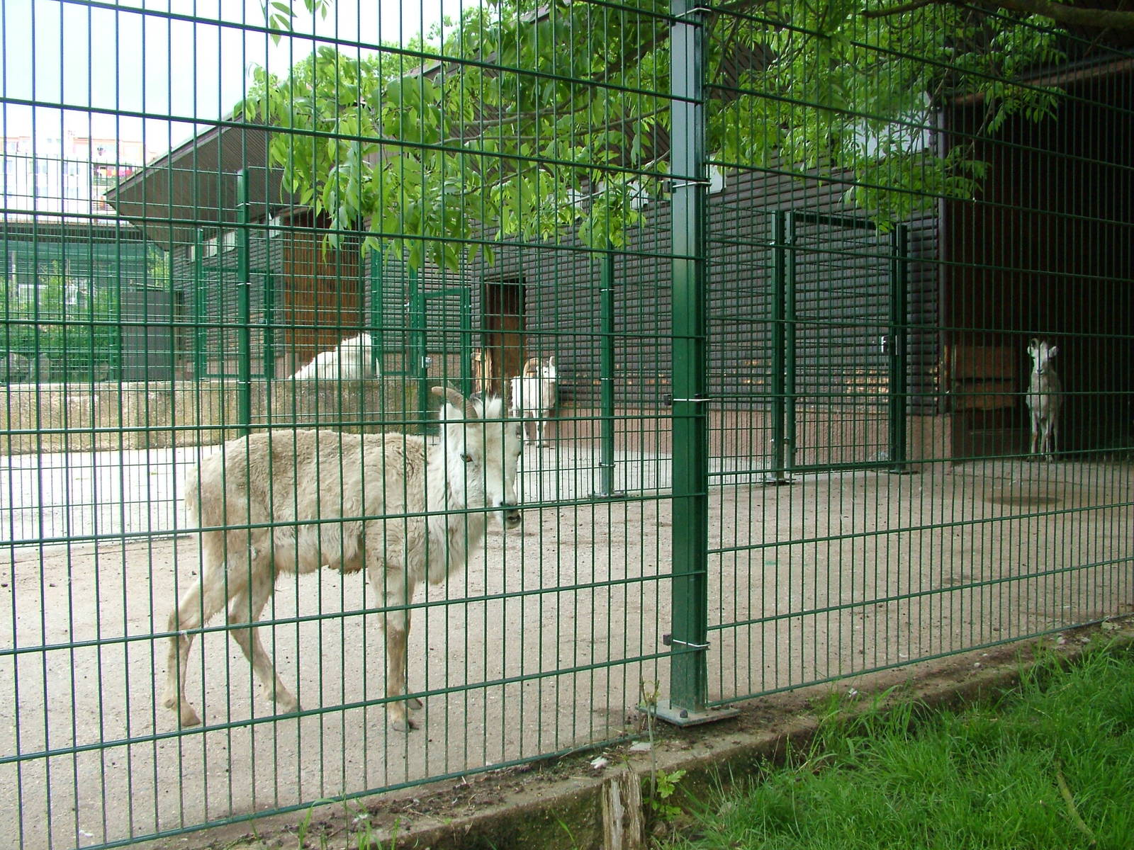 Dall's Sheep and Mountain Goat hardstands at Plzen, 25/05/10