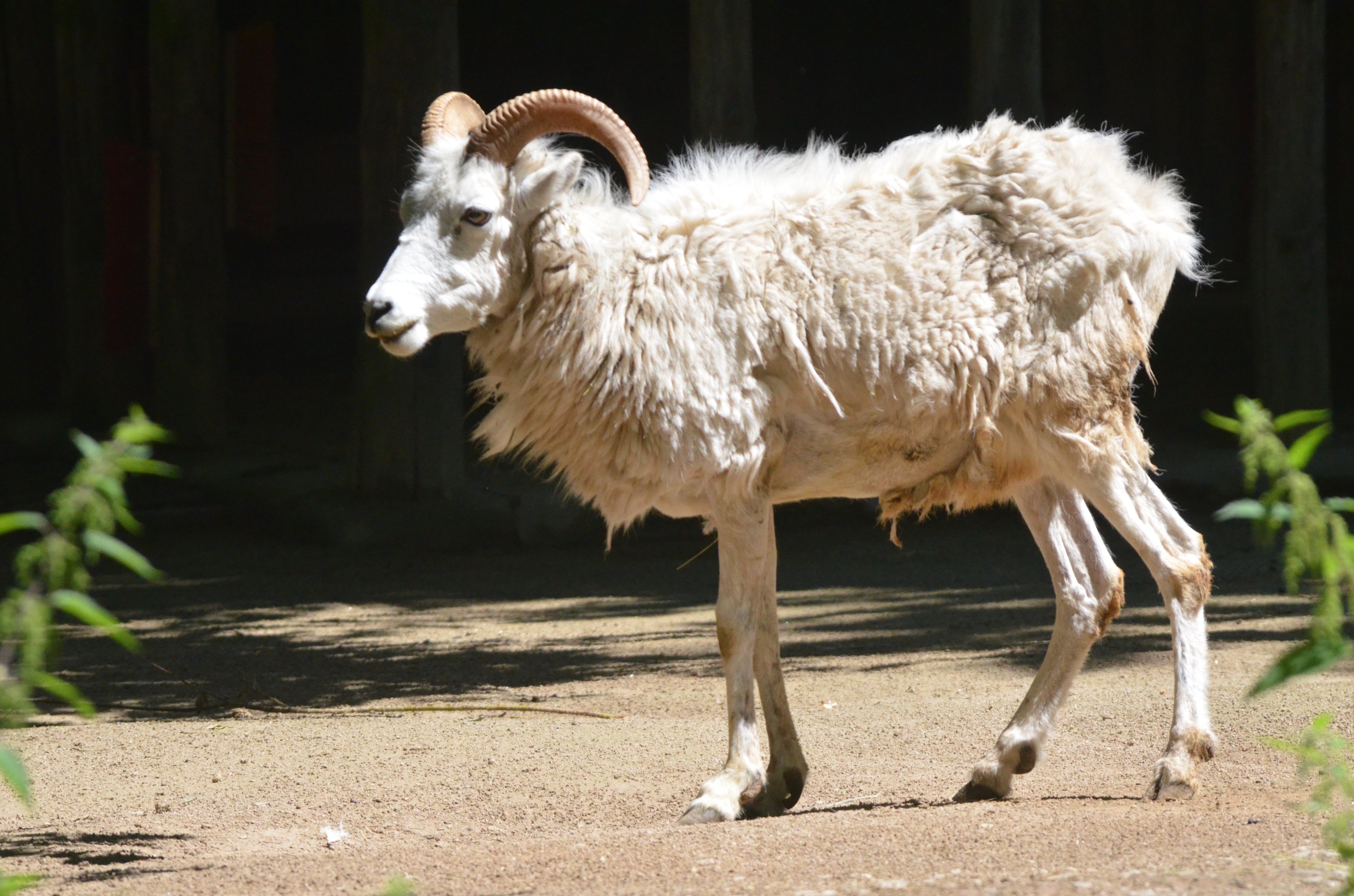 Dall's Sheep at Krefeld, 15/06/19
