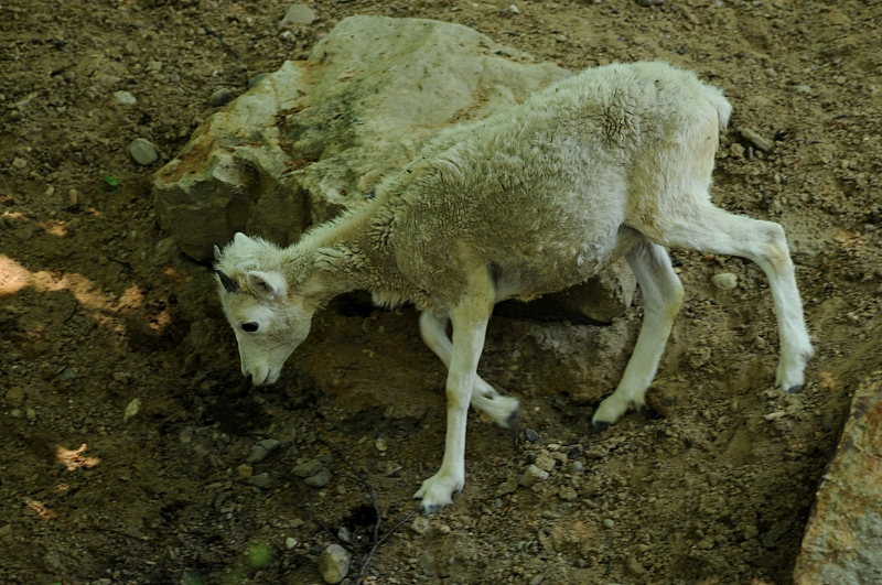 Dall's sheep at Krefeld