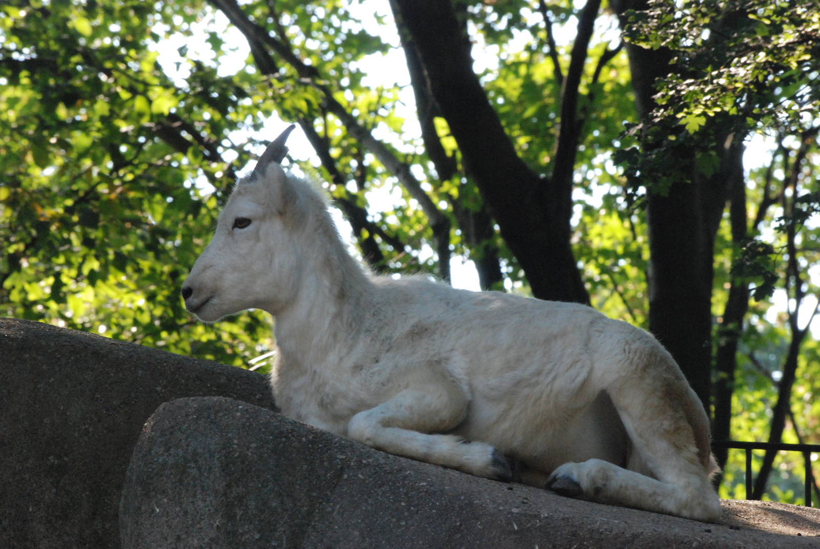 Dall's Sheep at Leipzig, 02/09/11