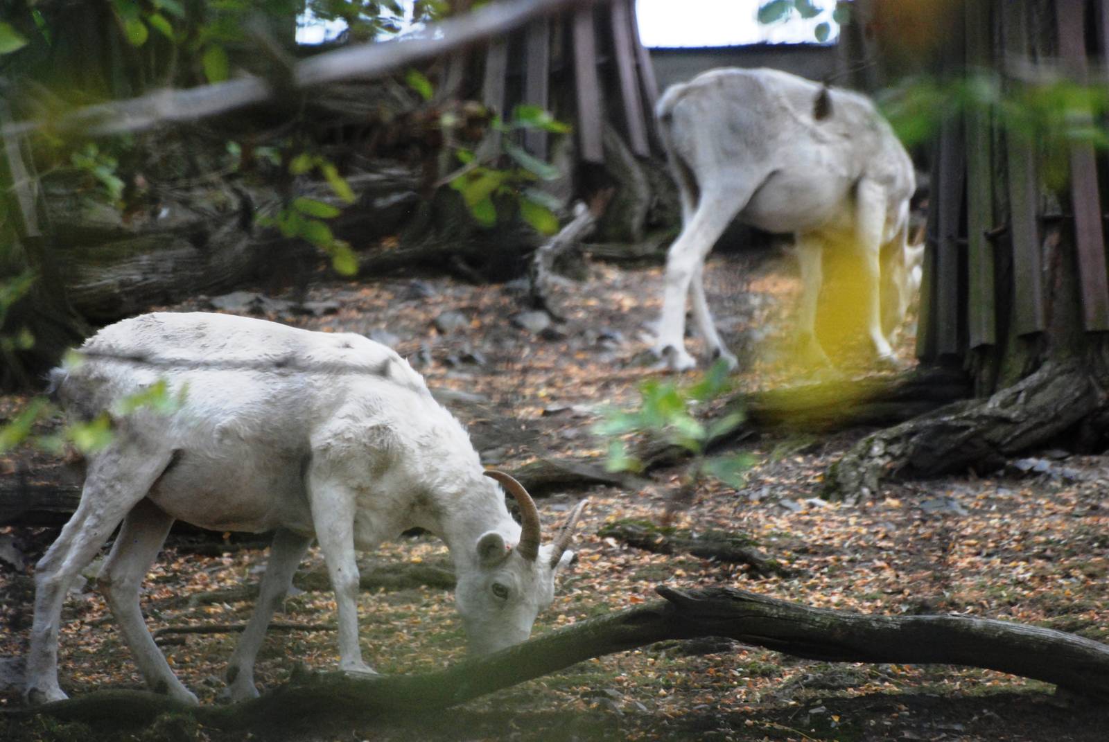 Dall's Sheep at Prague, 25/08/12